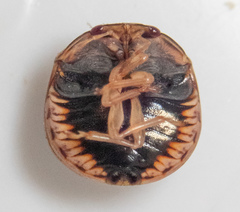 Coptosoma xanthogramma