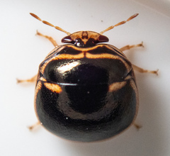 Coptosoma xanthogramma