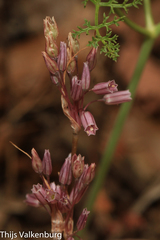Allium pallens