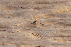 Carpodacus synoicus