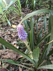 Aechmea cylindrata