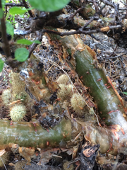 Bursera schlechtendalii