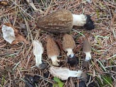 Morchella sextelata