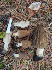 Morchella sextelata