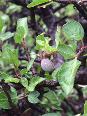 Bursera schlechtendalii