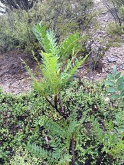 Pseudosmodingium andrieuxii