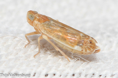 Duilius bipunctata