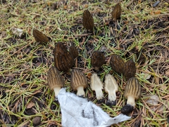 Morchella sextelata