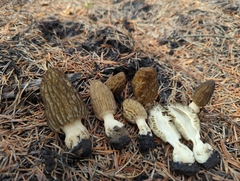 Morchella eximia