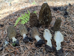Morchella sextelata