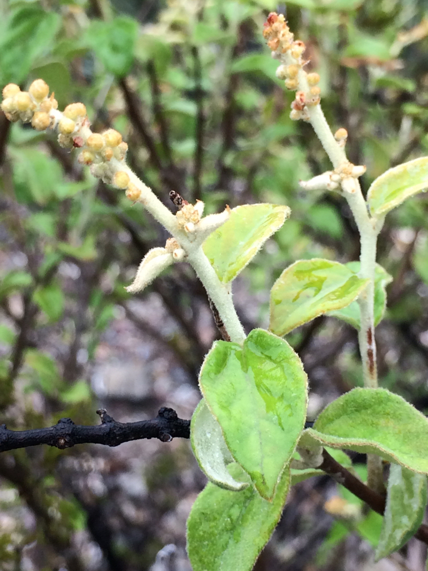 Croton mazapensis