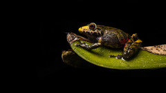Pristimantis erythropleura