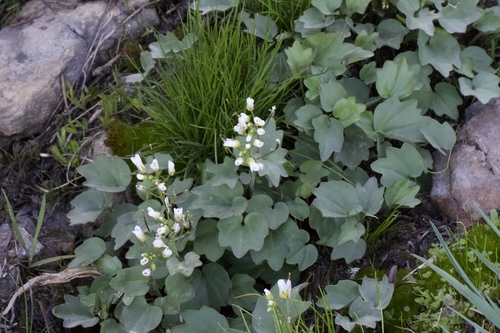 Image of Cardamine pachystigma by (c) Arvel Hernandez, some rights reserved (CC BY)