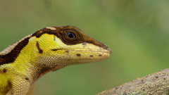 Anolis notopholis