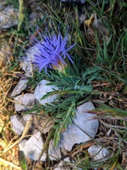 Carthamus mitissimus