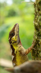 Anolis notopholis