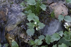 Cardamine pachystigma
