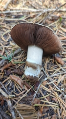 Agaricus moronii