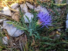 Carthamus mitissimus