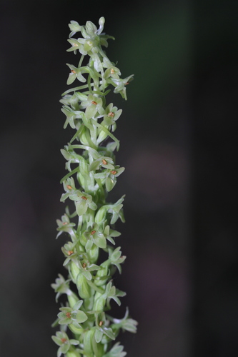 Image of Platanthera michaelii by (c) Nicholas Wei, some rights reserved (CC BY-SA)