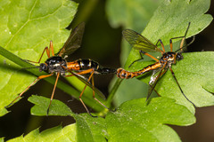 Tanyptera dorsalis