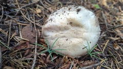 Agaricus moronii