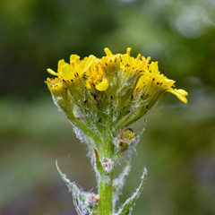Senecio integerrimus exaltatus