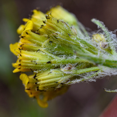 Senecio integerrimus exaltatus