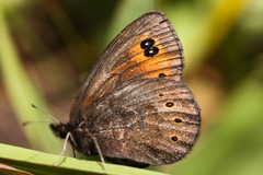 Erebia epipsodea