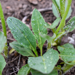 Senecio integerrimus exaltatus