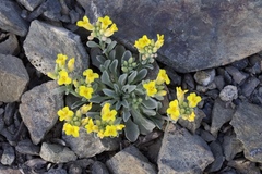 Physaria occidentalis occidentalis