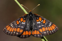 Euphydryas gillettii