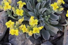 Physaria occidentalis occidentalis