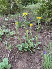 Senecio integerrimus exaltatus