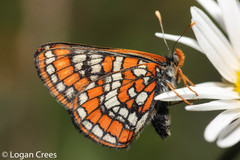 Euphydryas gillettii