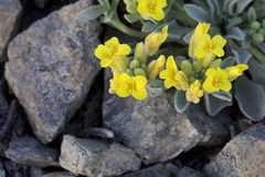 Physaria occidentalis occidentalis