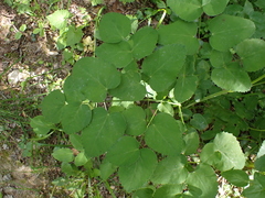 Laserpitium latifolium