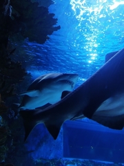 Lamniformes