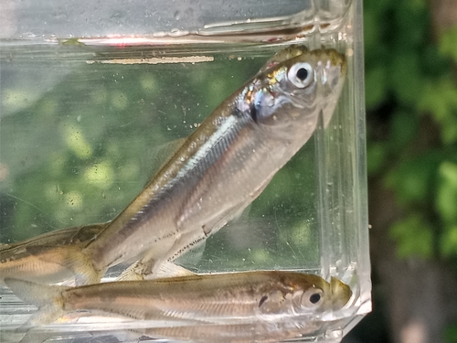 Alewife (Alosa pseudoharengus) — Clupeidae — 5
