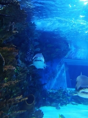 Lamniformes