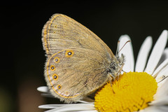 Coenonympha haydenii