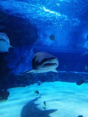 Lamniformes