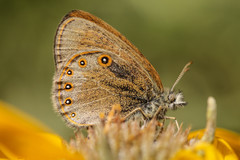 Coenonympha haydenii
