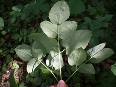 Laserpitium latifolium
