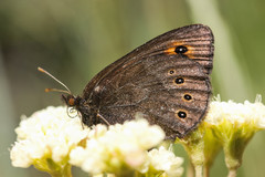 Erebia epipsodea