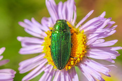 Buprestis adjecta