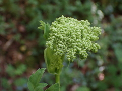 Laserpitium latifolium