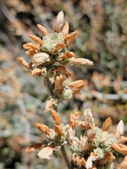 Malacothamnus arcuatus