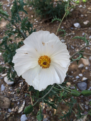 Argemone grandiflora
