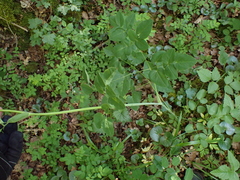 Laserpitium latifolium